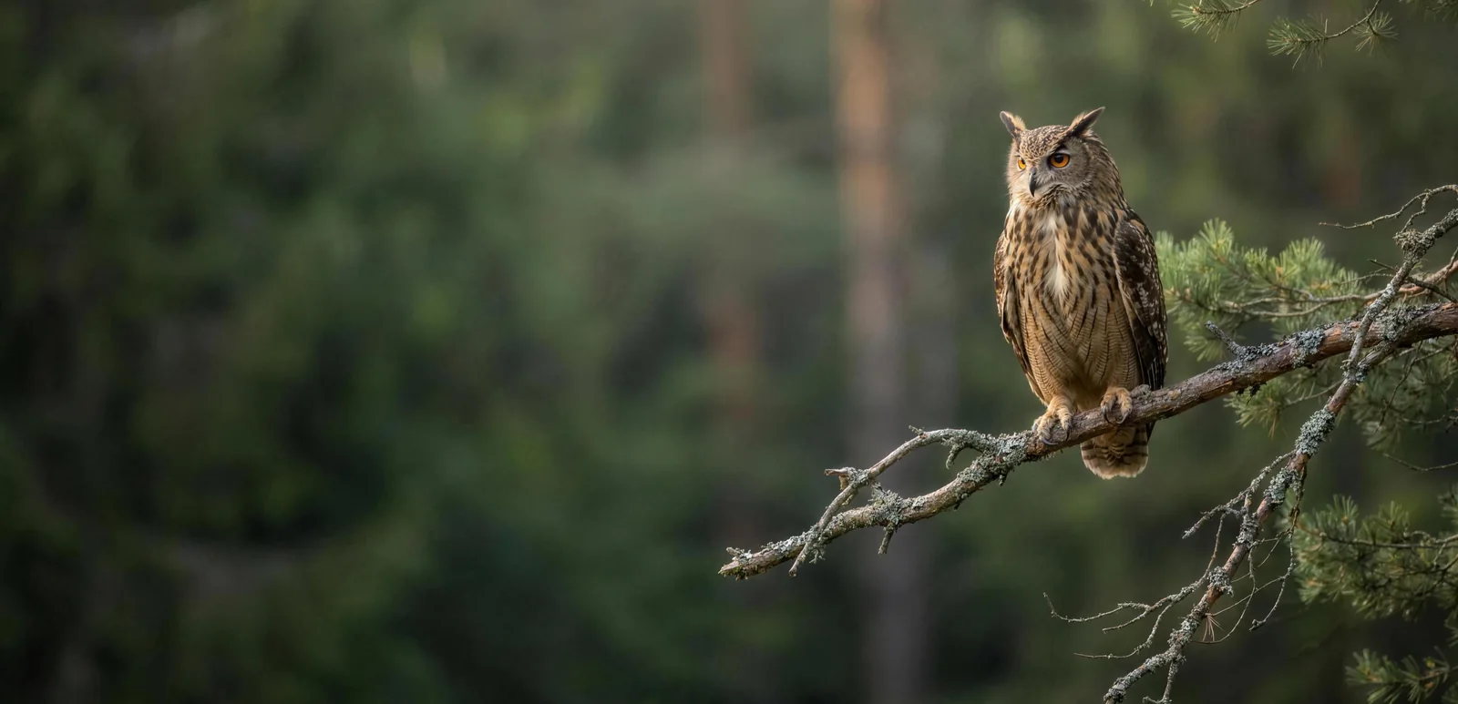 A Eurasian eagle-owl perched on a lichen-covered branch at the edge of a forest
