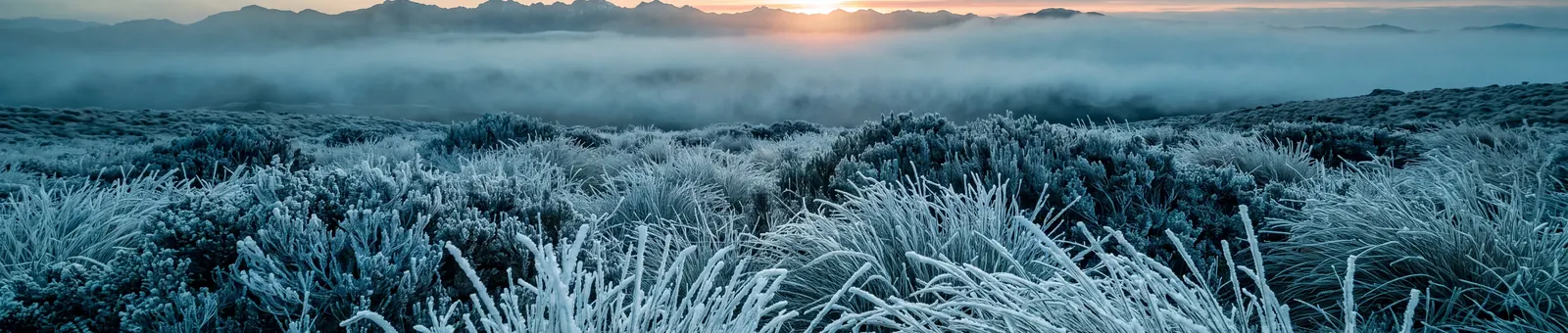 An alpine meadow under thick hoarfrost at first light, every seed head encased in ice crystals below a sunlit ridgeline